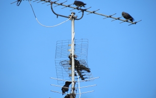 aumentar señal antena parabólica comunitaria